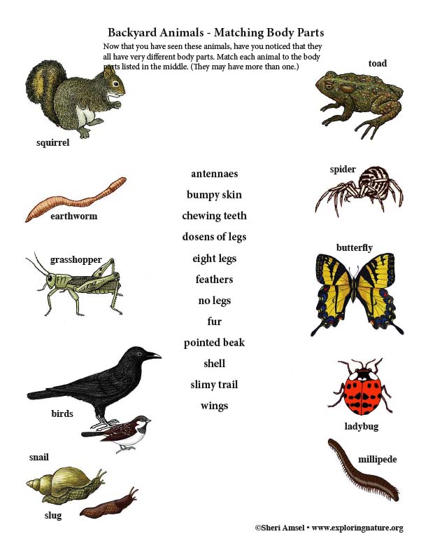 Backyard Animals - Matching Body Parts Activity